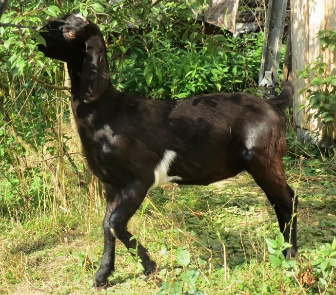 Англо-нубийская коза "Чёрная орхидея"